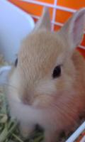 うさこ