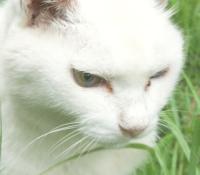 whisker