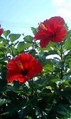 種