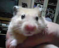 ぱんちゃん