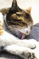 夜猫写真家 渥美大亮