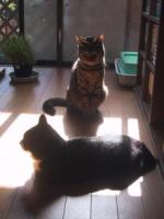 猫一家