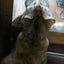 瑠璃色のサムネイル