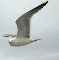 こま