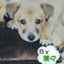 画像 茶々ママのなんちゃって柴犬日記のユーザープロフィール画像