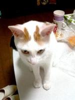 ちっぴー