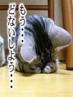黒♂猫