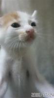 ﾀｶﾏﾙ