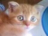 さぁにゃんこ
