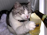 ビール昨夜