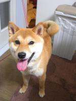 ミヤサカ