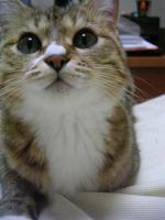 ともぇ
