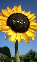 みっこ。