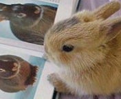 らびっこ