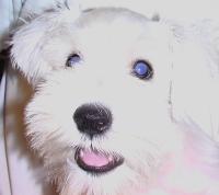 ザビエル