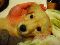 ピーコ