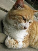 mameta