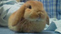 うさうさ