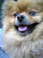 こり