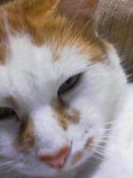 バムセ
