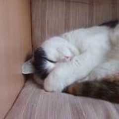 morphのプロフィール
