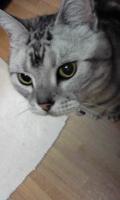 ひめ