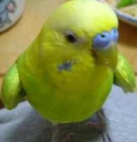 ふくこ