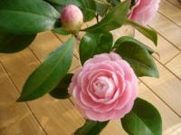 蜜柑