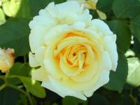 Eleanor Regby