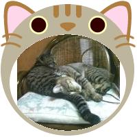 しま猫