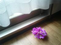 芽伊