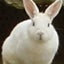 sarsyのサムネイル