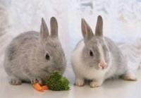rabbit.com