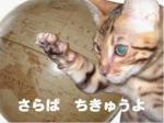 とらっしゅ