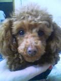 chibimao