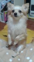 ハニー