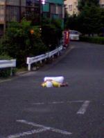まりもっこり
