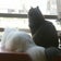 ねこになりたい