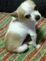 小生。