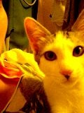 すだちねこ