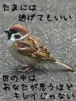 梛乃羽
