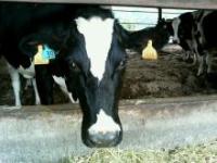 cow-cow
