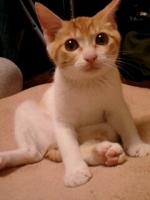 nekobayashi