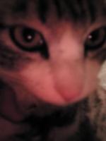 輪