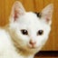 にゃおのサムネイル