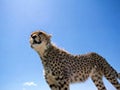 ボクサーパンツファン