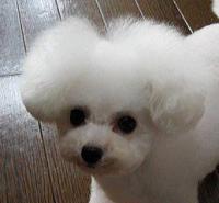 おちょび