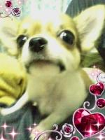yuki