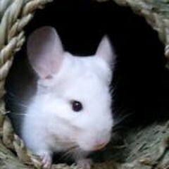 う～のプロフィール