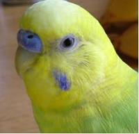 ふくこ